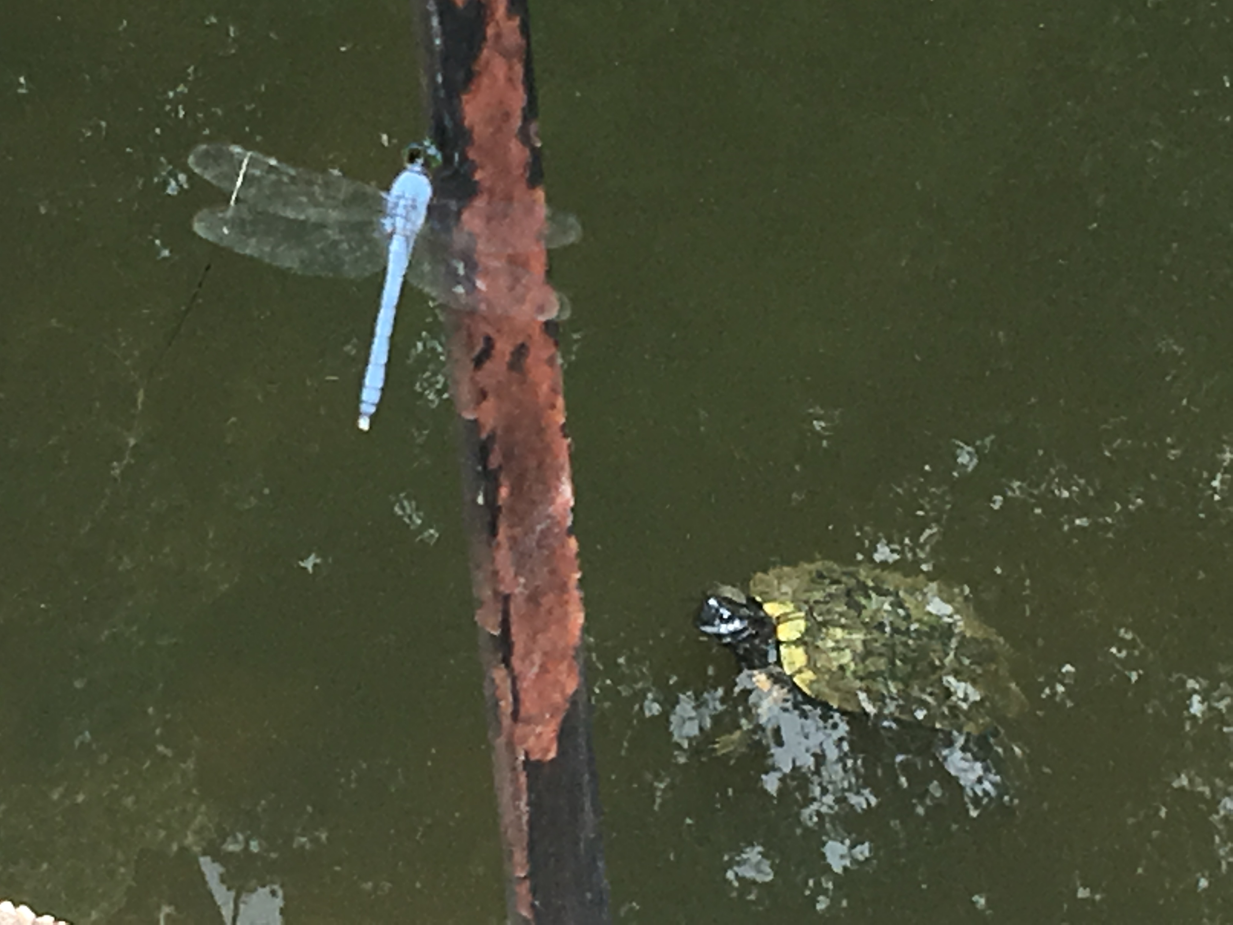 Turtle and Dragonfly-Raleigh Eastgate Park, July 13, 2019